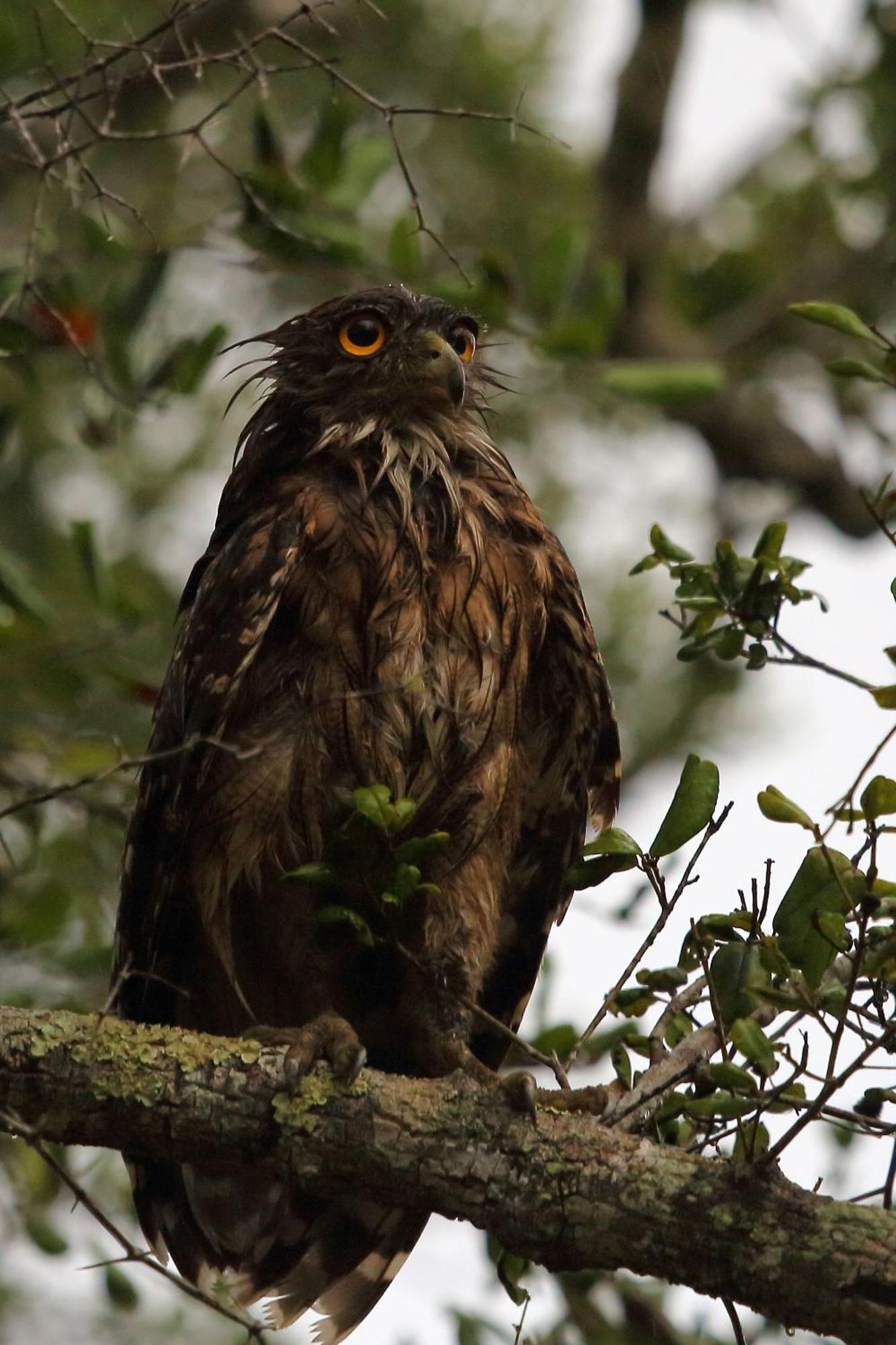 Hotel Hornbill Forest Habarana Zewnętrze zdjęcie