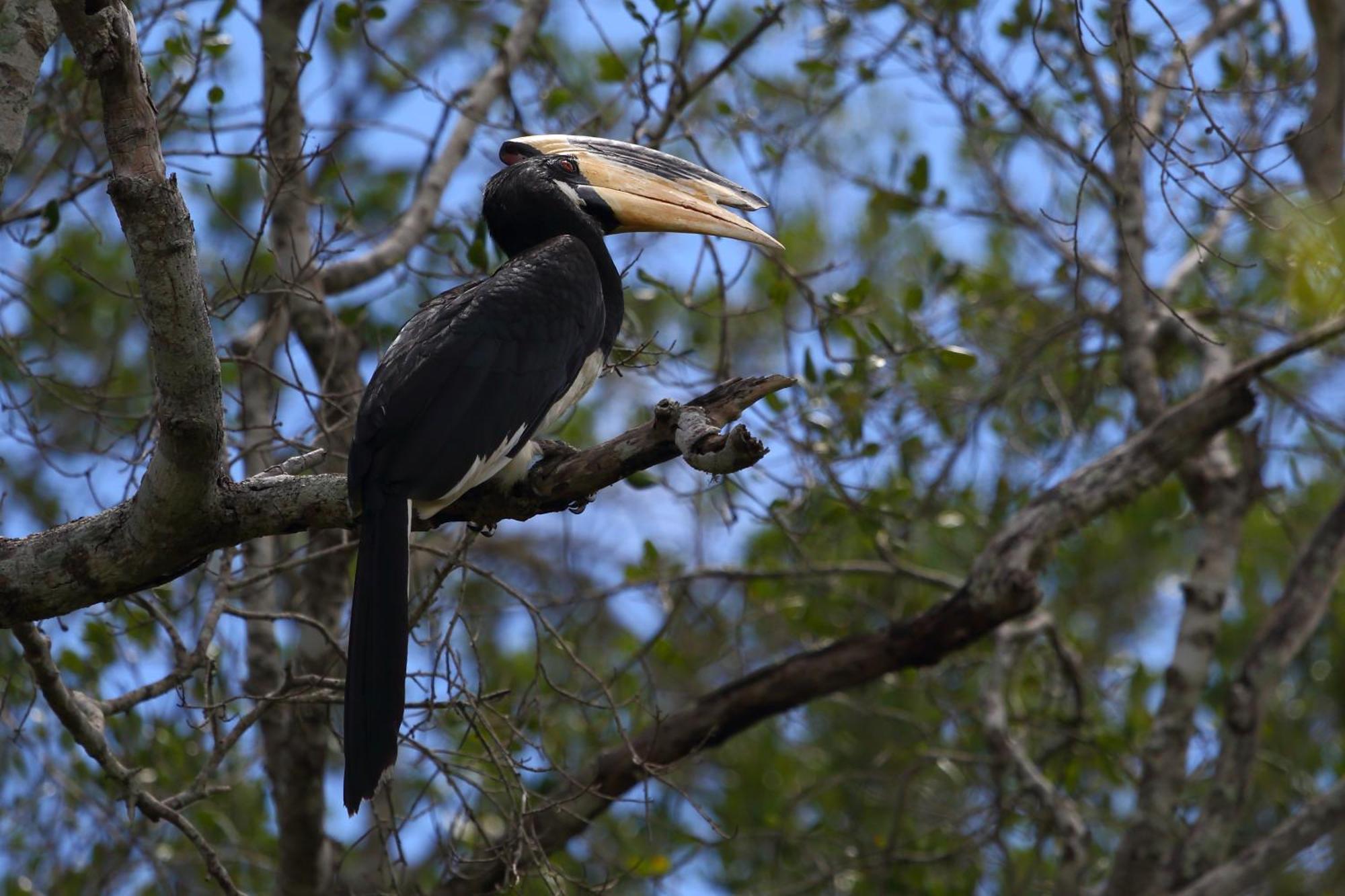 Hotel Hornbill Forest Habarana Zewnętrze zdjęcie